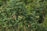 170824-speie.jpg