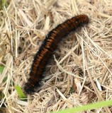170830-bromb.jpg