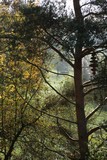 171019-kiefe.jpg