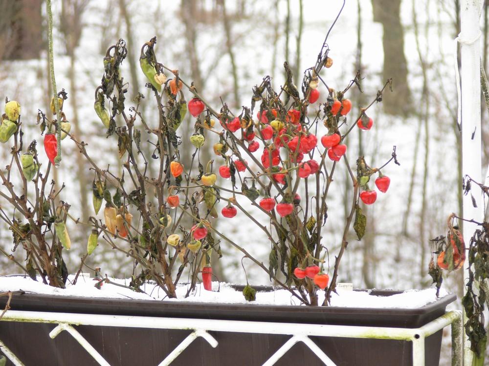 n_171230schnee-balkonp1250099.jpg