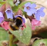 Gartenhummel