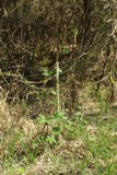 180421-hopfen3261.jpg