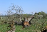 180421-nussbaumgefaellt3285.jpg