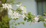 180425-apfelbluete56_cr.jpg