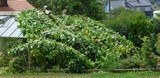 180728--windbruch2-0728.jpg