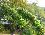 180915-windbruchstuetze-0915.jpg