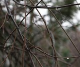 20190106-5727_cr.jpg