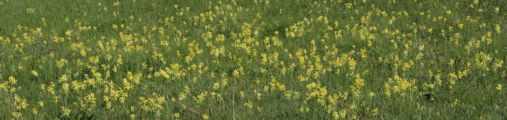 n_190425_schluesselblumenwiese.jpg
