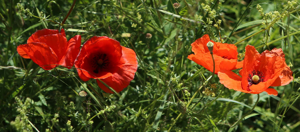 n_190608_190609_mohnblueten.jpg