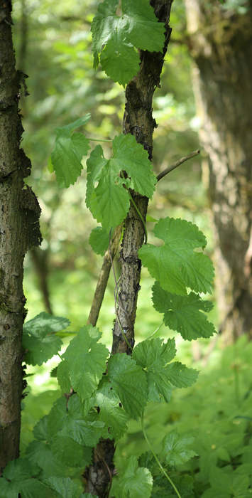 n_190609_190609_hopfen.jpg