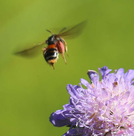 n_190624_knautien_sandbiene.jpg