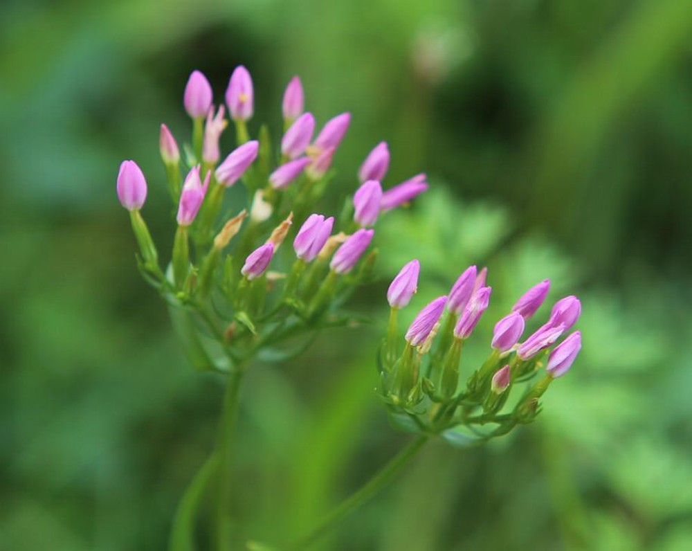 n_190729_tausendgueldenkraut_centaurium_erythraea.jpg