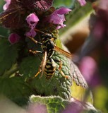 190330 Gallische Feldwespe (Polistes dominula).jpg