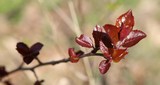 190407 Bäume schlagen aus.jpg