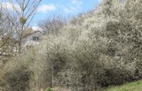 190407 Schlehenblüte.jpg