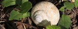 190407 Weinbergschnecke.jpg