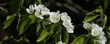190419 Apfelblüte Rosenkäfer.jpg