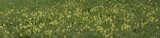 190425 Schlüsselblumenwiese.jpg