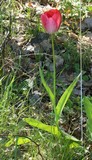 190425 Waldtulpe.jpg