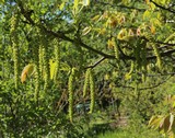 190430 Walnussblüte.jpg