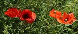 190608-190609 Mohnblüten.jpg