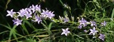 190624 Büschelglockenblume.jpg