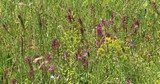 190625  Blumenwiese.jpg
