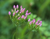 190729 Tausendgldenkraut-Centaurium erythraea.jpg