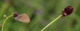 190803 Dunkler Wiesenknopf-Ameisenbläuling (Phengaris nausithous).jpg