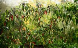 191024 Chilis.jpg