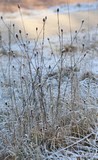 191230 Eisblumen.jpg