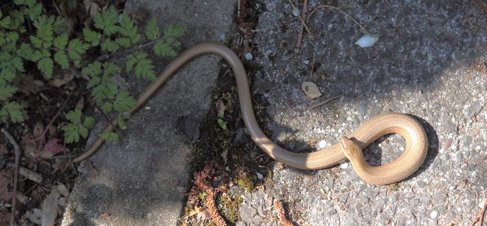 Blindschleiche n_200419_blindschleiche.jpg