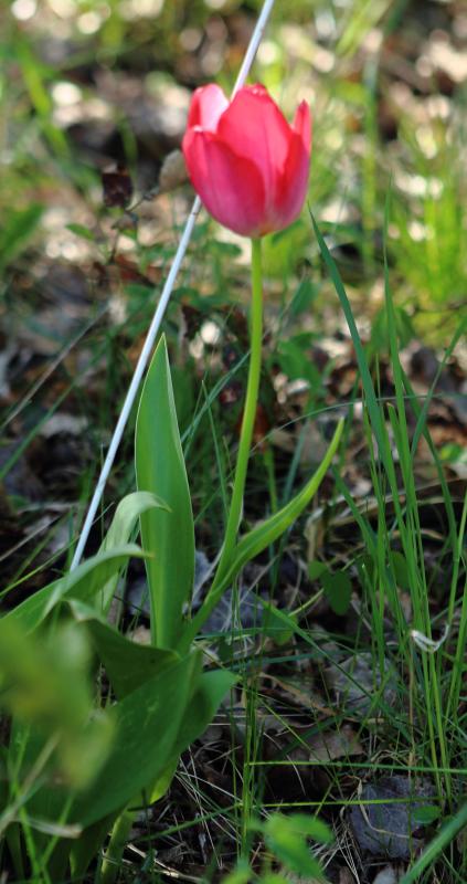 Meine "Waldtulpe" blüht n_200425_waldtulpeblueht.jpg