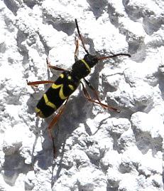 Bockkäfer (Clytus arietis) n_200516bockkaefer__clytus_arietis_.jpg