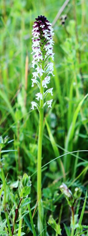 n_200528_brandknabenkraut.jpg