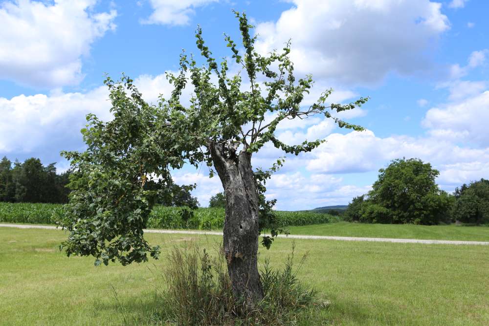 n_200711_halbtotholz_apfelbaum_.jpg