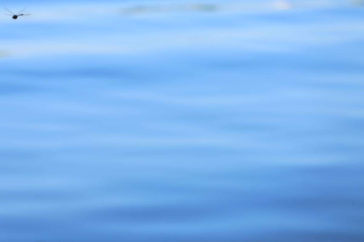 200817 Libelle am Lehnitzsee n_200817_lehnitzseelibelle.jpg