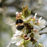 200414-¿hummel.jpg
