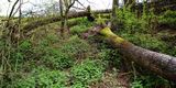 200414-Windbruch.jpg