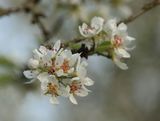 200418-Speierlingsblüte.jpg