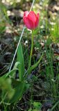200425-WaldtulpeBlüht.jpg
