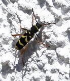 200516Bockkäfer (Clytus arietis).jpg