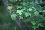 200528-Feldahorn.jpg