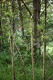 200528-Weidenkonstrukt.jpg