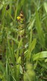 200531-Kleiner Klappertopf (Rhinanthus minor).jpg
