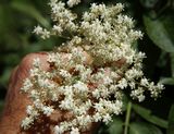 200601-Holunderblüte.jpg
