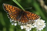 200620-Schlüsselblumen-Würfelfalter (Hamearis lucina).jpg