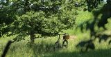 200623 Fahrrad.jpg