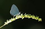 200703-Faulbaum-Bluling (Celastrina argiolus).jpg