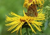 200712 GroerPerlmuttfalter(Argynnis_aglaja).jpg